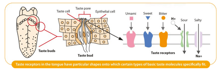If we look through a microscope while eating, we’ll be able to see Taste Receptors on tongue which has a specific figure accord with molecule of a basic taste like a key with a master key, for example, glutamate with umami, sucrose with sweet, sodium chloride with salty, and caffeine with bitter. When taste receptors receive some taste, then sending signal through Facial Nerve and Glossopharyngeal Nerve to brain.